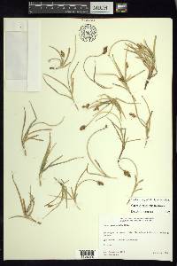 Carex curviculmis image