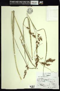 Carex humboldtiana image