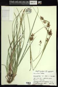 Carex humboldtiana image