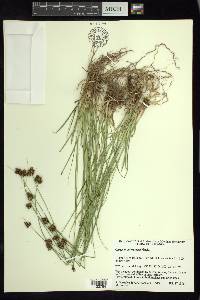 Carex orizabae image