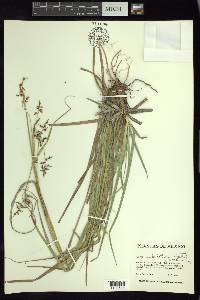 Carex humboldtiana image