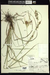 Carex humboldtiana image
