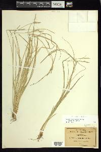 Carex bromoides image