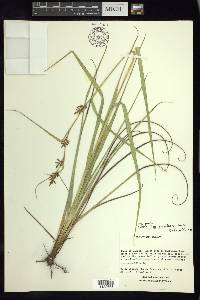 Carex humboldtiana image