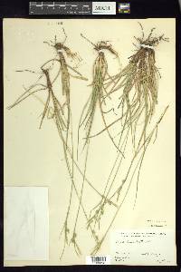 Carex leucodonta image