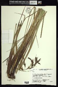 Carex jamesonii var. gracilis image