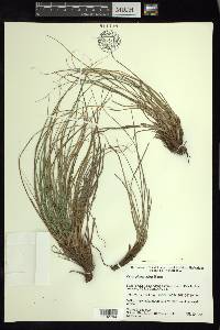 Carex planostachys image