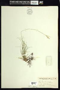 Carex leucodonta image