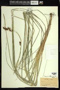 Carex humboldtiana image