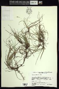 Carex planostachys image