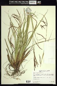Carex chiapensis image