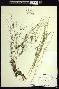 Carex echinata image