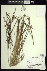 Carex jamesonii var. gracilis image