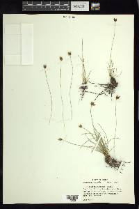 Fimbristylis mexicana image