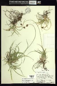 Carex curviculmis image
