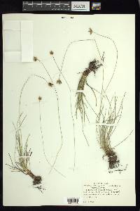 Fimbristylis mexicana image