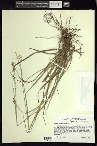 Carex humboldtiana image