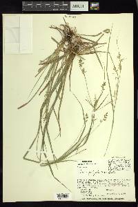 Carex polystachya image