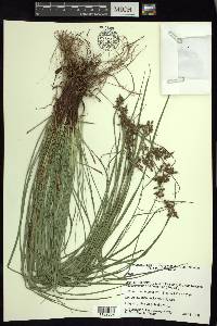 Carex polystachya image