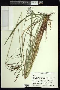 Carex jamesonii var. gracilis image