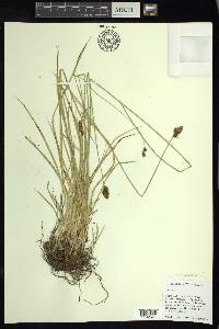 Carex lagunensis image