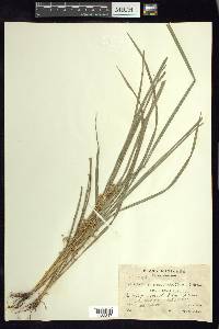 Calyptrocarya glomerulata image