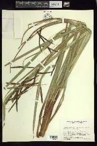 Carex jamesonii var. gracilis image