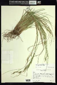 Carex asynchrona image