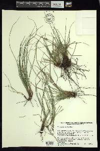 Carex planostachys image