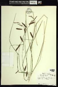 Carex brunnipes image