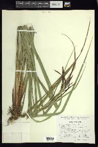 Carex jamesonii var. gracilis image