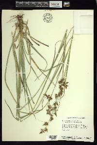 Carex humboldtiana image