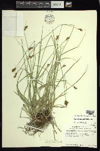 Carex lagunensis image