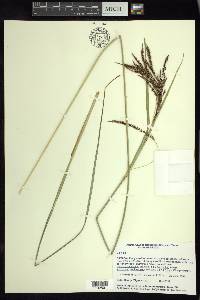 Carex jamesonii var. gracilis image