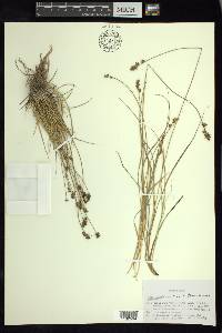 Carex echinata image