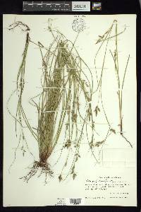 Carex polystachya image