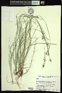 Carex polystachya image