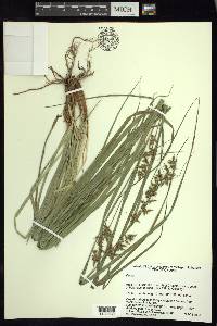 Carex polystachya image