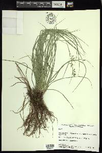 Carex polystachya image