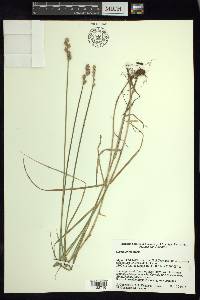 Carex longii image