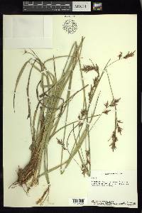 Carex humboldtiana image