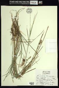 Carex longii image