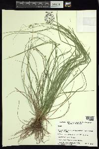 Carex polystachya image