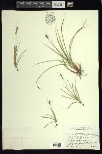 Carex angustispica image