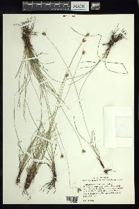 Fimbristylis mexicana image
