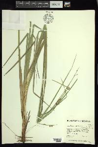 Carex humboldtiana image