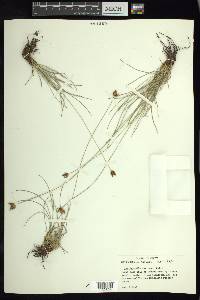 Fimbristylis mexicana image