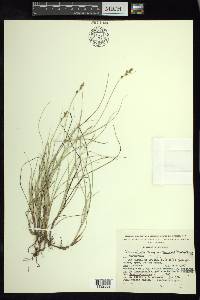 Carex echinata image