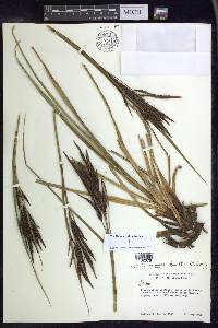 Carex lemanniana image