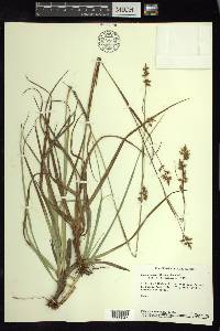 Carex humboldtiana image